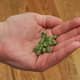 Image for article titled A Better Home Brew Kit: Holy Shit, It Tastes Like Beer